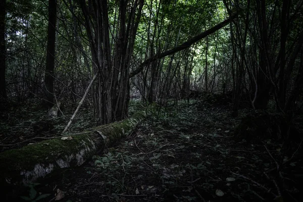 Naturlig Intakt Opåverkad Människor Skog Scen Lettland Fallna Ruttnande Träd — Stockfoto