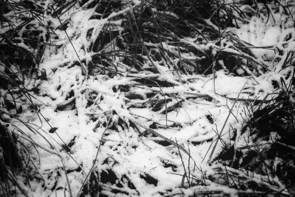 白雪覆盖着干枯的黄草 自然背景 冬季花纹 — 图库照片