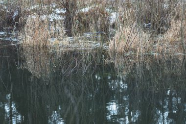 Orman nehir kıyısının sakin akıntıdaki yansıması. Kuru ot, söğüt ağacı kökleri ve kar izleri.