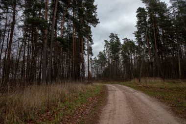Sonbaharda çam ormanlarında kum yolu, sola doğru kıvrılır.