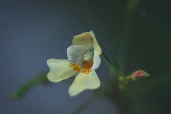 Pequeno Bálsamo Touch Impatiens Parviflora Flor Close — Fotografia de Stock