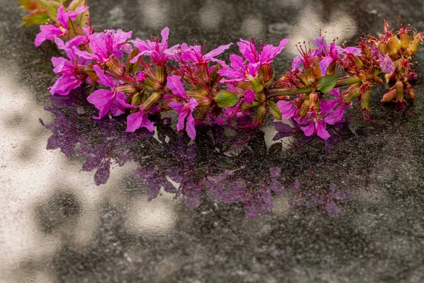 Fiore Viola Sul Tavolo Macro Primo Piano Look Vintage — Foto Stock