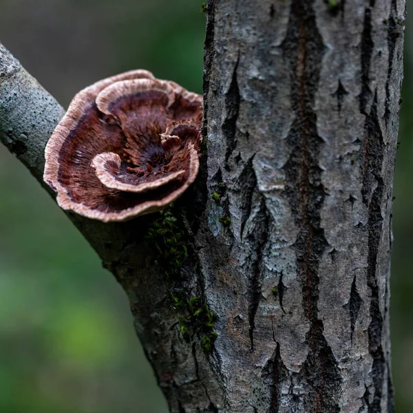 Coltricia Perhumble Mushroom Forest Tree — стоковое фото