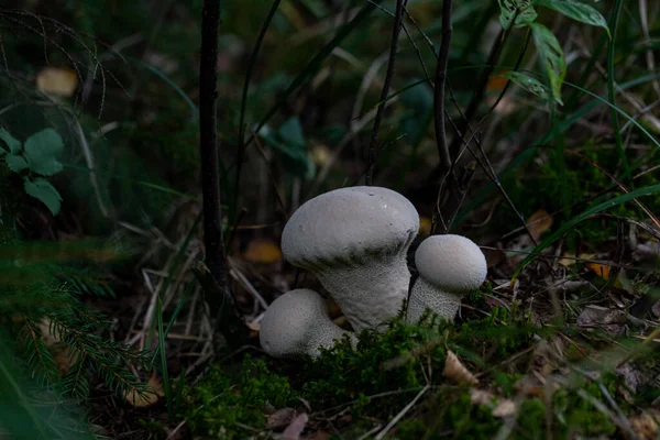 Grupo Hongos Comestibles Gris Puff Ball Creciendo Bosque Entre Agujas —  Fotos de Stock