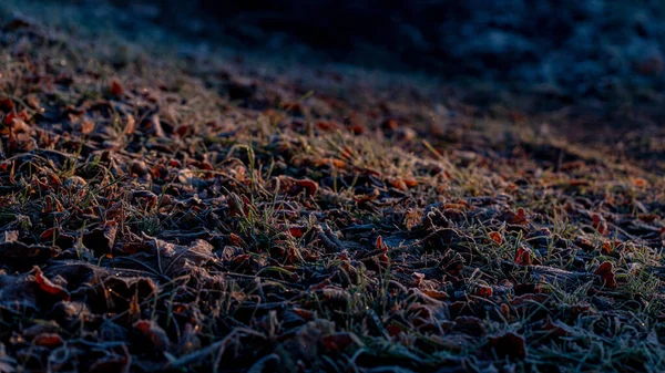 紅葉に覆われた不均一な地面の暗いシーン 寒い朝 葉の霜 黄金の日の出の光 — ストック写真