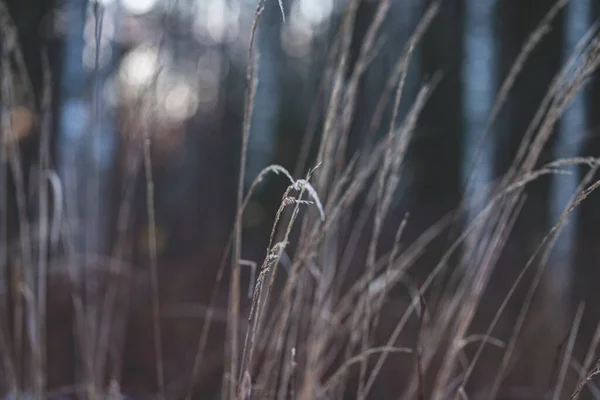 Jeden Wygięty Trawy Przed Rozmazaną Suchą Trawą Rozmazany Rozmazany Bokeh — Zdjęcie stockowe