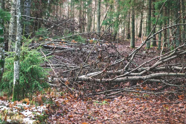 Fallen Birch Aspen Trees Forest Road — Stock Photo, Image