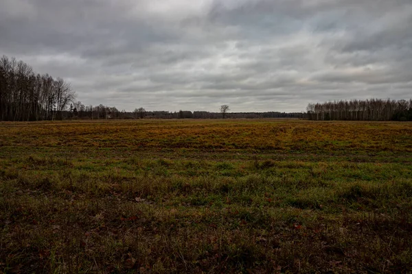 Betesmark Äng Slutet November Lettland Barrträd Avstånd — Stockfoto