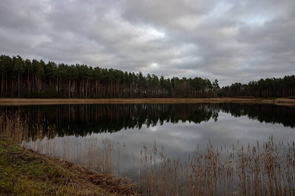 calm november evening in Latvia. Smooth mirror waveless water of forest lake, coniferous forest reflects in water on distant shore