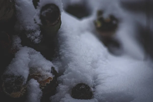 Hintergrund Mit Schnee Und Abgesägten Ästen Wald Abstrakter Blick Aus — Stockfoto