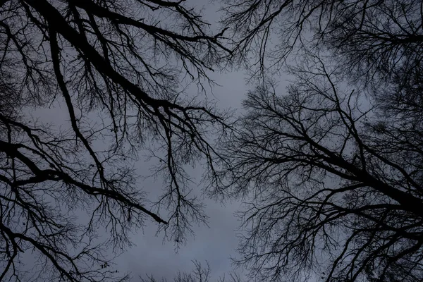 Gołe Gałęzie Drzew Ciemne Niebo — Zdjęcie stockowe