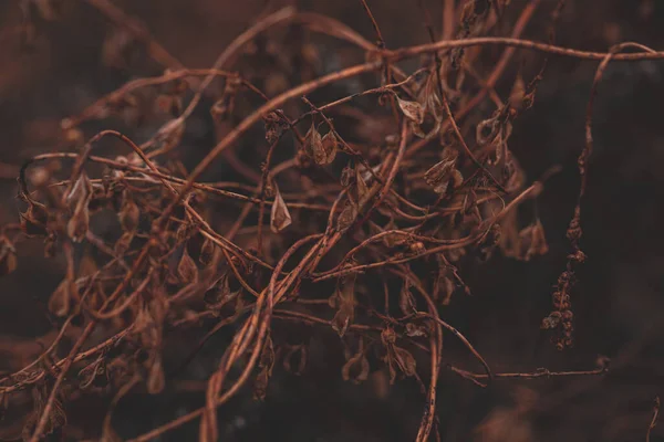 Dunkles Düsteres Muster Aus Trockenem Welken Orangefarbenen Gras — Stockfoto