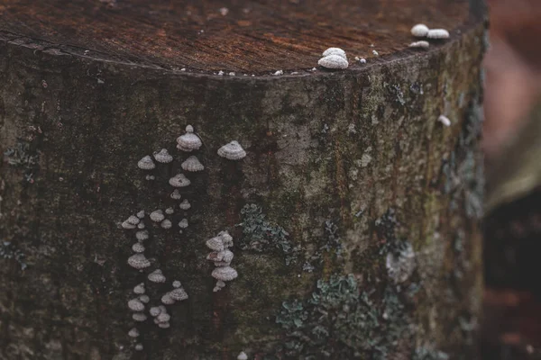 Grande Grupo Cogumelos Schizophyllum Commune Split Gill Crescendo Casca Árvore — Fotografia de Stock