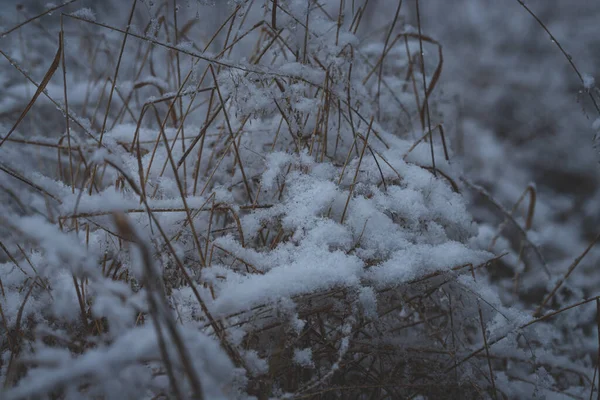 草地上干枯的黄草 覆盖着初雪 — 图库照片