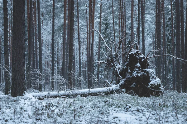 Fallen Tall Tallskog Vintern Snötäckt Skog Mark Och Grenar — Stockfoto