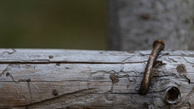Eğri tırnaklı ağaç kütüğü. Ahşap bir yapının parçası. 