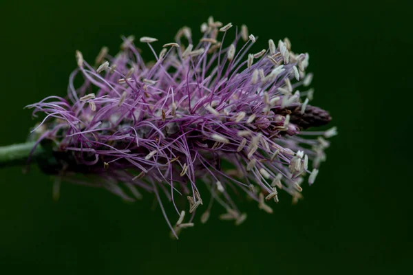 Flor Del Prado Púrpura Detallado Primer Plano Macro — Foto de Stock