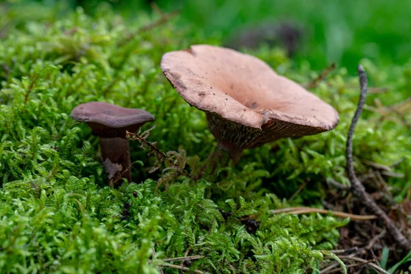 Två Bruna Oidentifierade Svampar Grön Skogmossa — Stockfoto