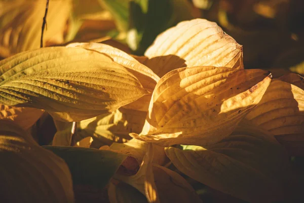 Hosta Πέταλα Στο Φθινόπωρο Κήπο Κίτρινα Φύλλα Στο Γρασίδι — Φωτογραφία Αρχείου