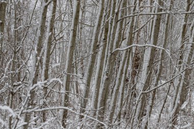 Karla kaplı beyaz alder şortlarla dolu. Ağaç arkaplanı