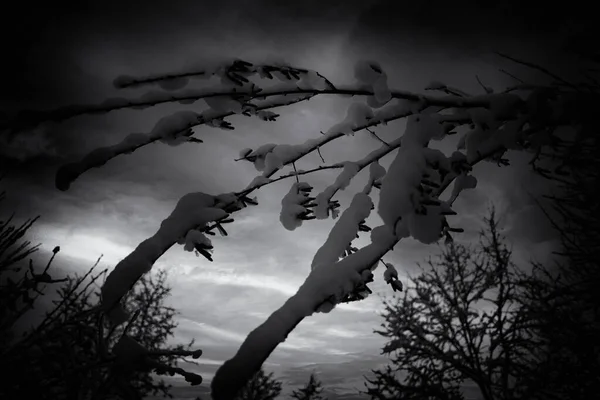 Snow Covered Tree Branch Cloudy Sky — Fotografia de Stock
