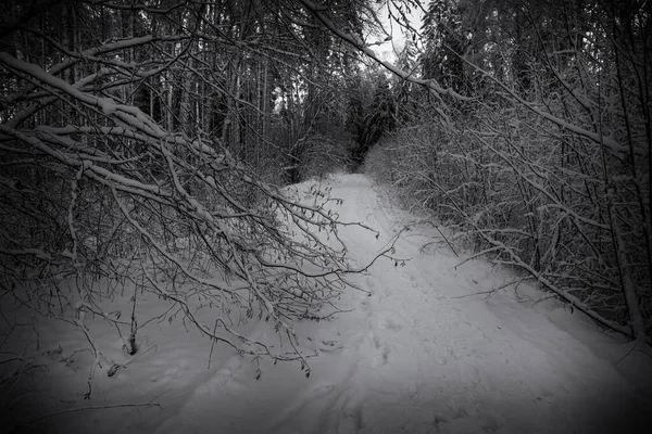 karla kaplı dallar orman yolunun üzerinde