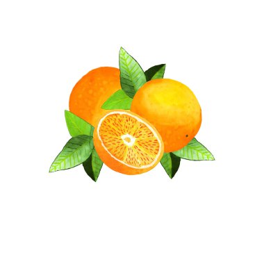 Turuncu suluboya çizimi. İzole edilmiş beyaz bir arka planda portakal ve yaprakların bileşimi. Botanik resim. Parmak izleri, desenler ve tebrik kartları için kullanılabilir.