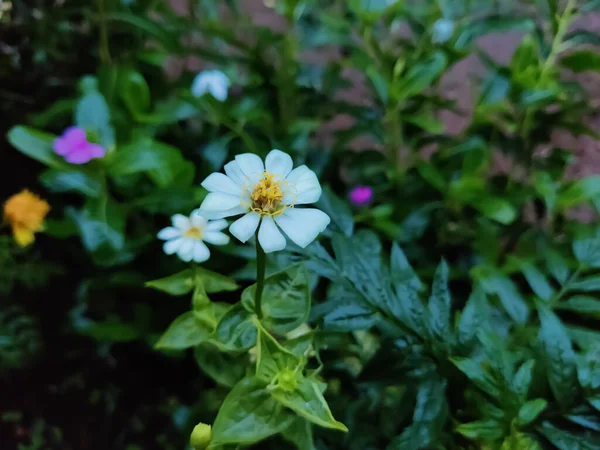 Selektiver Fokus Auf Schöne Weiße Blume Über Blättern Verschwimmt Hintergrund — Stockfoto