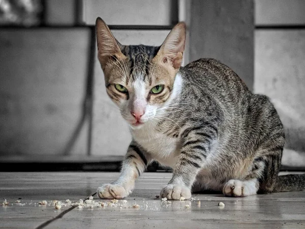 Kattenfoto Die Nam Tijdens Lunch Mijn College Canteen Ahot Google — Stockfoto