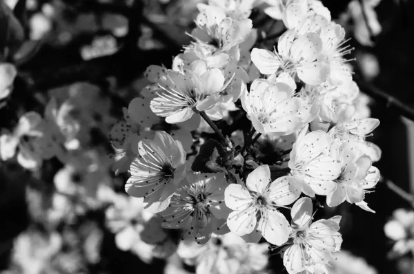 Apple Tree Flowers Black White — Stock Photo, Image