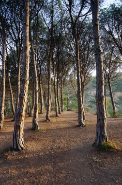Çam ormanı yazın güneşli havada İspanya 'da dağlarda tossa de mar' da