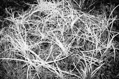 bitki siyah ve beyaz formatta filizlenir