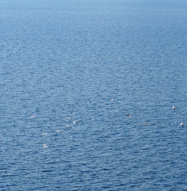 Dalgalar, dalgalar ve arka planda martılarla gölün mavi yüzeyi.