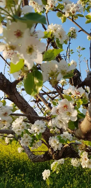 Białe Kwitnienie Wiśni — Zdjęcie stockowe