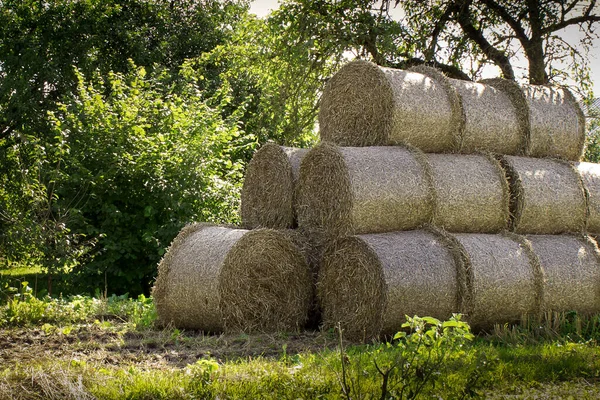 Round small stacks of straw are stacked on top of each other and form a large stack that is in the garden — Stock Photo, Image