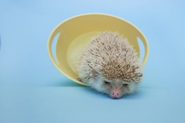 Küçük Afrikalı pigme kirpi sepetten çıkıyor.