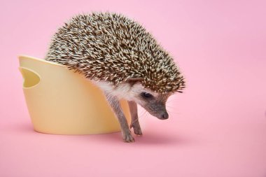 Afrika cüce kirpisi sepetten çıkmaya çalışıyor.