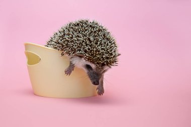 Afrika cüce kirpisi ön bacaklarını esneterek sepetten çıkmaya çalışır.