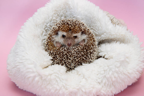 African pygmy hedgehog sits in a white fur plaid.