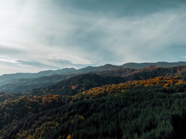 Ağaçların üstünde drone fotoğrafı var..