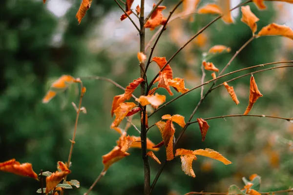 Mükemmel ışık ama yağmurlu hava.
