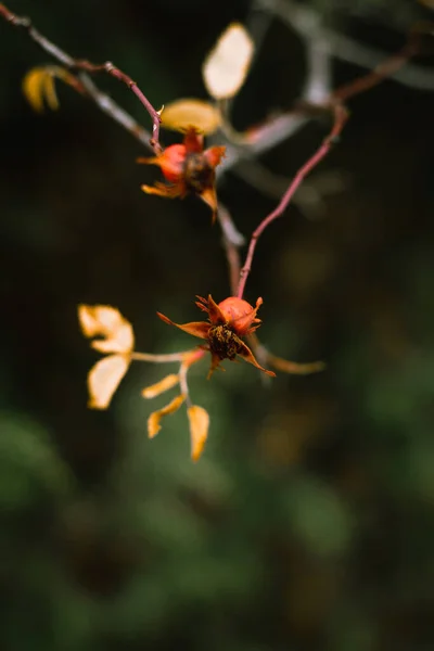 秋の訪れと共にソーン バラの実が枯れる — ストック写真