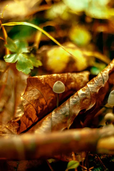 森の中の小さなキノコのクローズアップ写真 — ストック写真