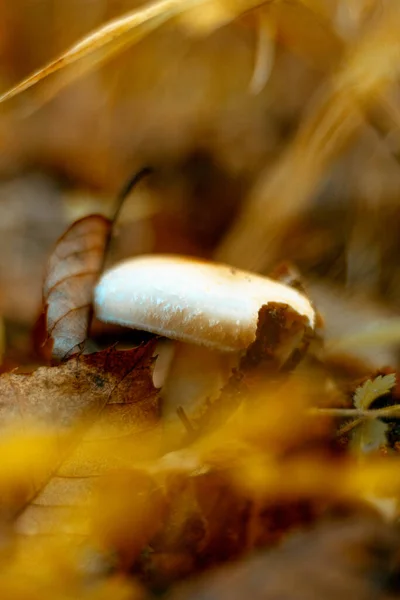 Mushroom Close Photo Wild — Stock Photo, Image