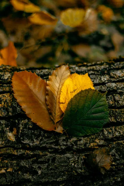 四季の移ろいを表す四つの葉の模様 — ストック写真