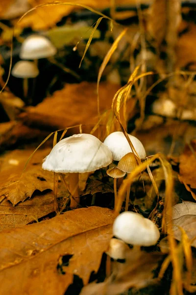 Small Mushrooms Ground Some Leaves — Stock Photo, Image