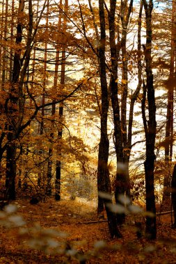 Ormanın gölgesinde.