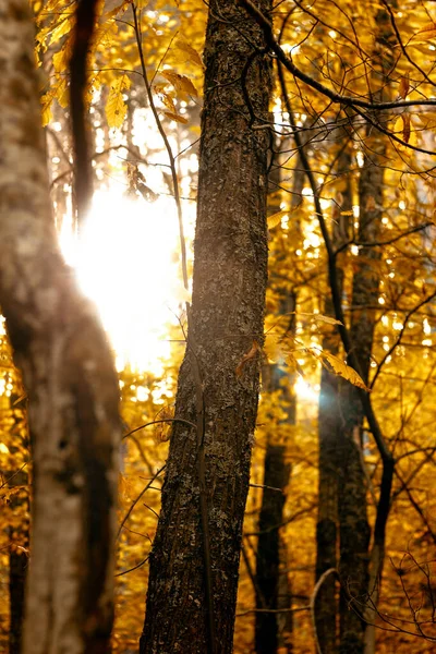 Глаза Пылают Солнцем Через Деревья — стоковое фото