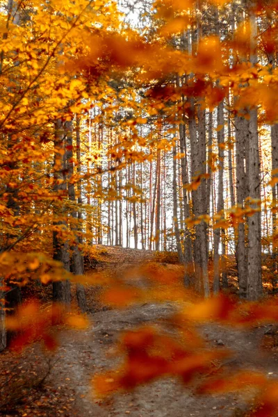 Güneşli parlak ışık ağaçların arasından süzülüyor ılık sonbahar öğleden sonra.