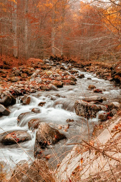 Mléčná Řeka Lese — Stock fotografie